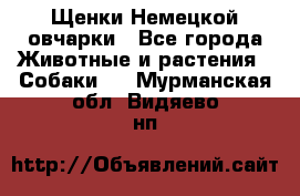 Щенки Немецкой овчарки - Все города Животные и растения » Собаки   . Мурманская обл.,Видяево нп